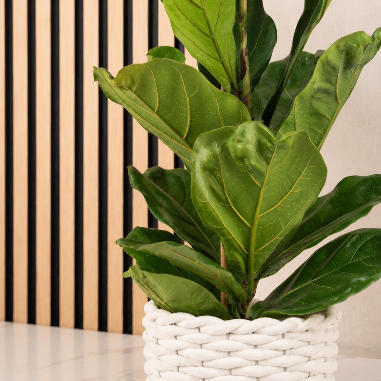 Fiddle Leaf Fig Ficus Lyrata Height approx. 100 cm, Pot Diameter 21 cm – Bild 3