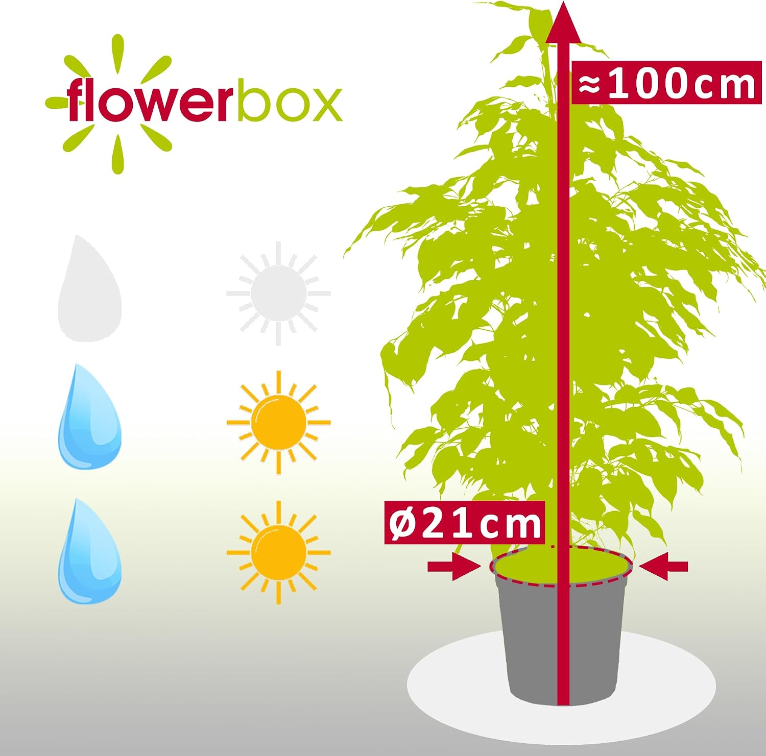 Birch Fig - Easy-Care Indoor Plant, Ficus Benjamini - Height Approx. 100 cm, Pot Diameter 21 cm – Bild 3