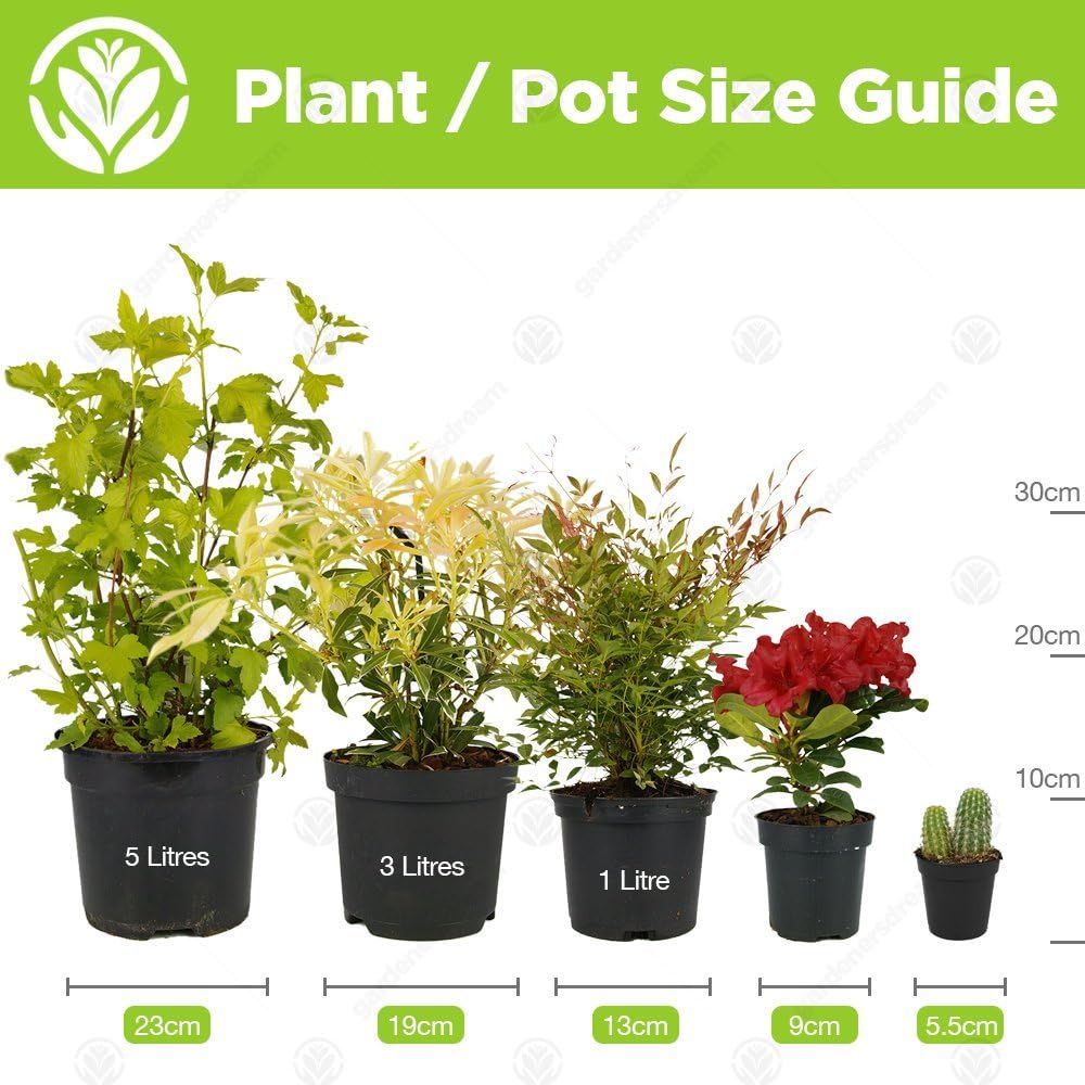 Gardener's Dream Large Monstera Deliciosa Pot Plant - Window Leaf Indoor Plant, Evergreen, Air Purifying Plants, Size Including Pot 50-60 cm, Ideal for Office, Bathroom, Living Room – Bild 5