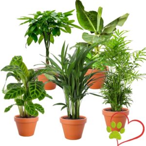 „Tierfreund“ Plant Set | Set of 5 | Pachira, Mountain Palm, Musa, Calathea, Areca | Approx. 30-60 cm | Diameter 12-15 cm Pot | Non-Toxic Indoor Plants for Home and Office