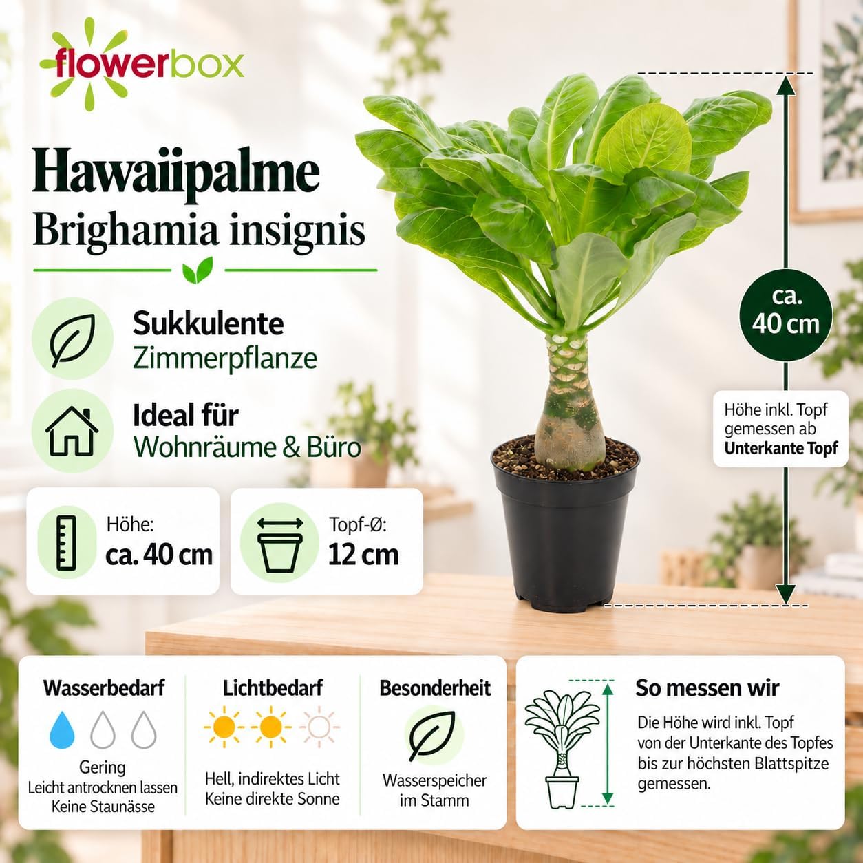Hawaiian Palm Tree - Real Indoor Plant, Brighamia - Height Approx. 40 cm, Pot Diameter 12 cm – Bild 4