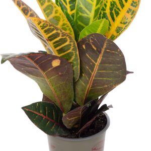 Miracle Shrub 'Petra' - Easy-Care Indoor Plant, Codiaeum Petra - Height Approx. 40 cm, Pot Diameter 13 cm