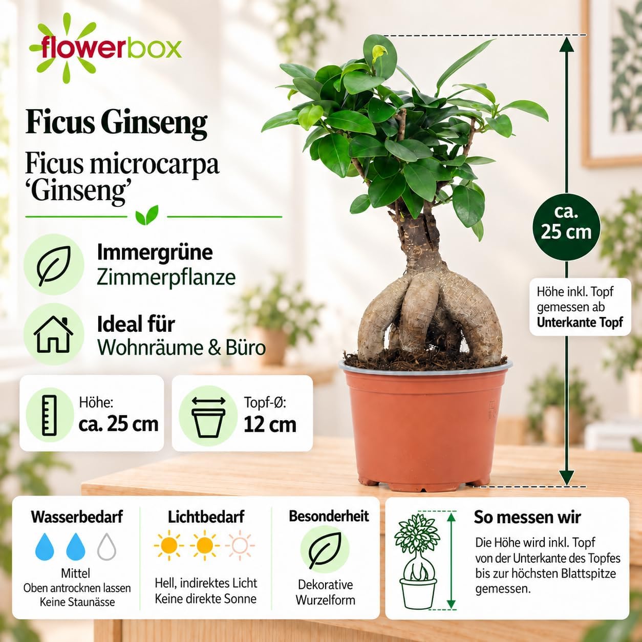 Chinese Fig - Easy-Care Indoor Plant, Ficus Ginseng - Height Approx. 25 cm, Pot Diameter 12 cm – Bild 4