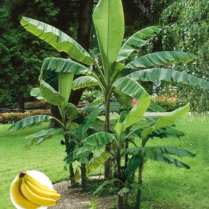 Baldur Garten Hardy Banana Green Plant in 12 cm Pot
