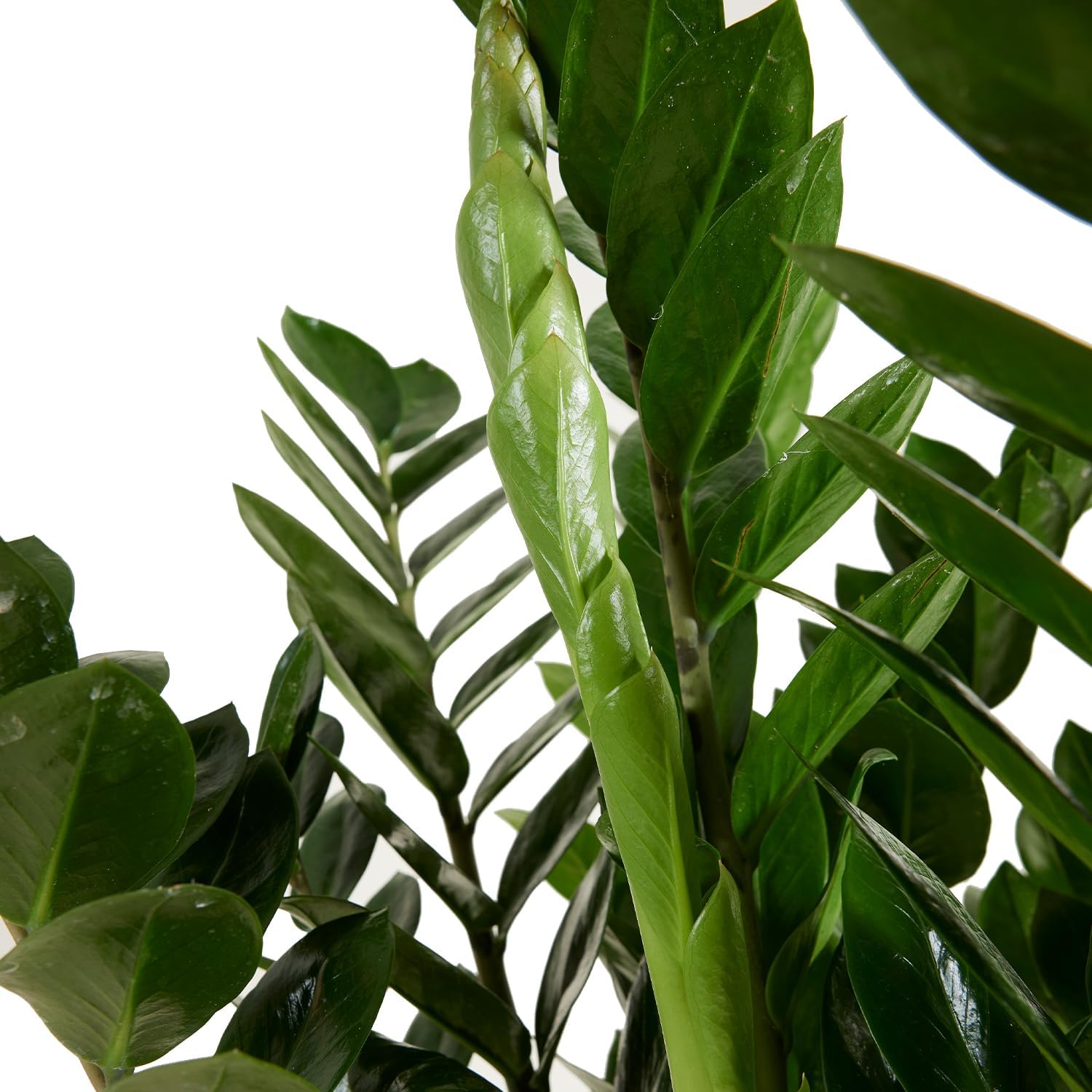 Bloomique - Zamioculcas Zamiifolia - Lucky Feather - Large Indoor Plants - Very Easy Care - Purifies Air - Height 80-90 cm - Pot 21 cm – Bild 6