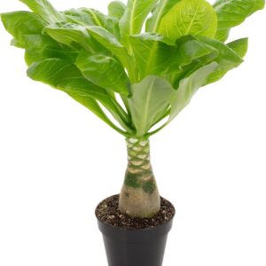 Hawaiian Palm Tree - Real Indoor Plant, Brighamia - Height Approx. 40 cm, Pot Diameter 12 cm