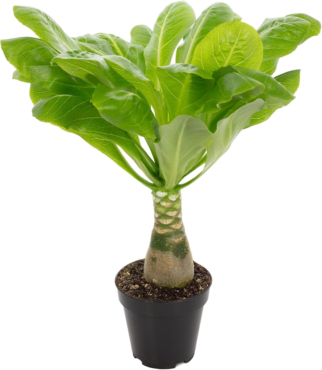 Hawaiian Palm Tree - Real Indoor Plant, Brighamia - Height Approx. 40 cm, Pot Diameter 12 cm