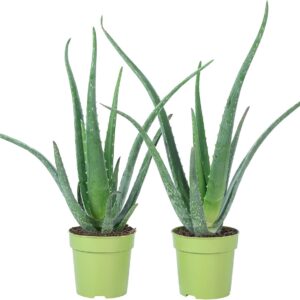Set of 2 Real Aloe Easy-Care Indoor Plant, Aloe Vera, Height Approx. 40 cm, Pot Diameter 12 cm