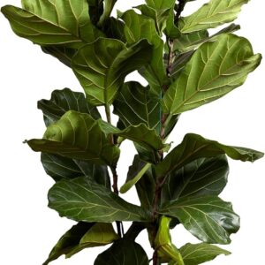 Bloomique - Ficus Lyrata - Violin Leaf - XXL Indoor Plants - Air Purifying - Easy Care - Height 140-160 cm - 30 cm Pot