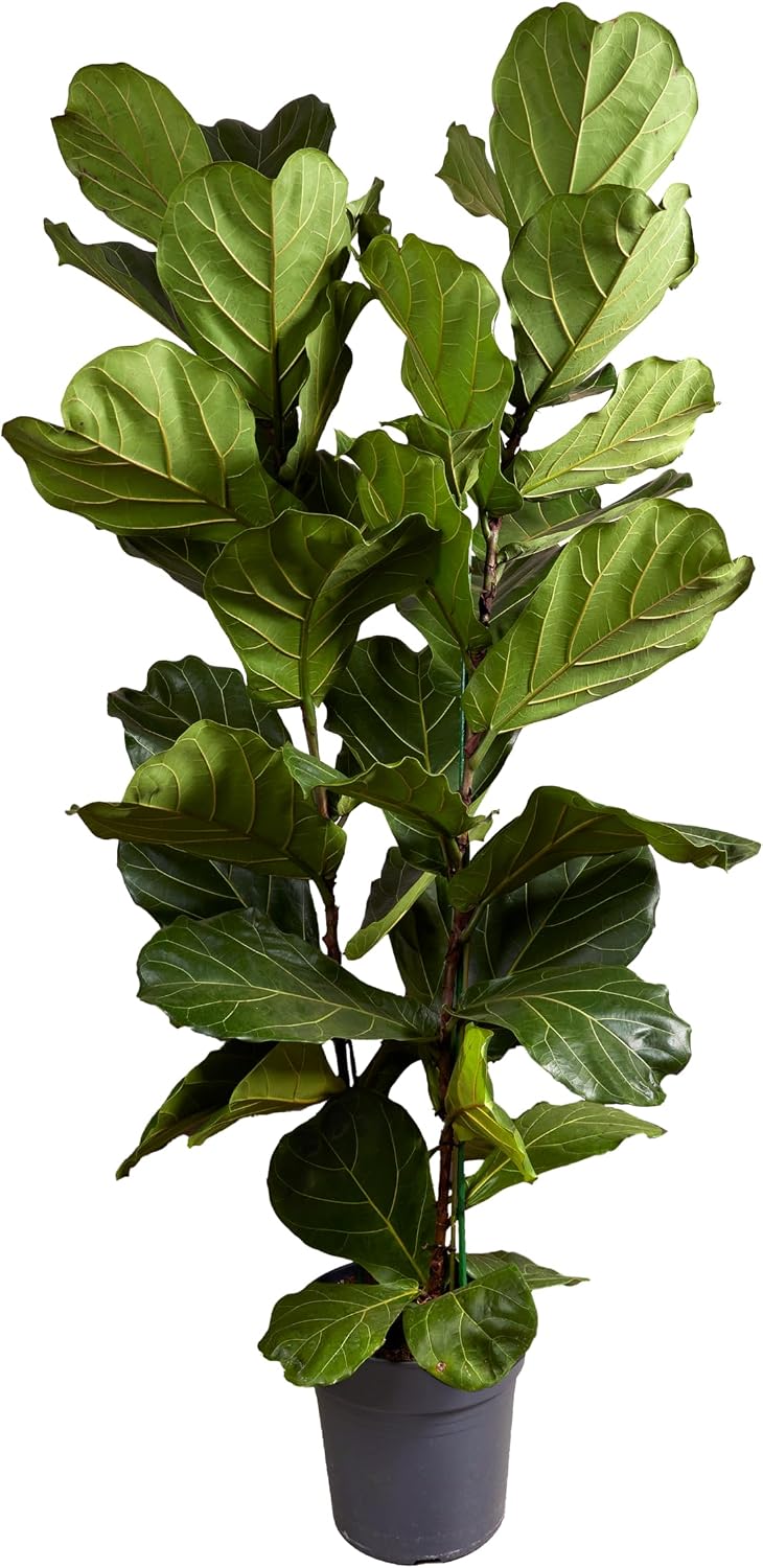 Bloomique - Ficus Lyrata - Violin Leaf - XXL Indoor Plants - Air Purifying - Easy Care - Height 140-160 cm - 30 cm Pot