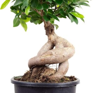 Chinese Fig - Easy-Care Indoor Plant, Ficus Ginseng, Height Approx. 40 cm, Pot Diameter 17 cm