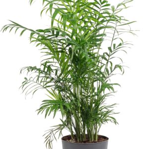 Chamaedorea Elegans Mountain Palm Tree - Easy-Care Indoor Plant - Height Approx. 70 cm, Pot Diameter 17 cm