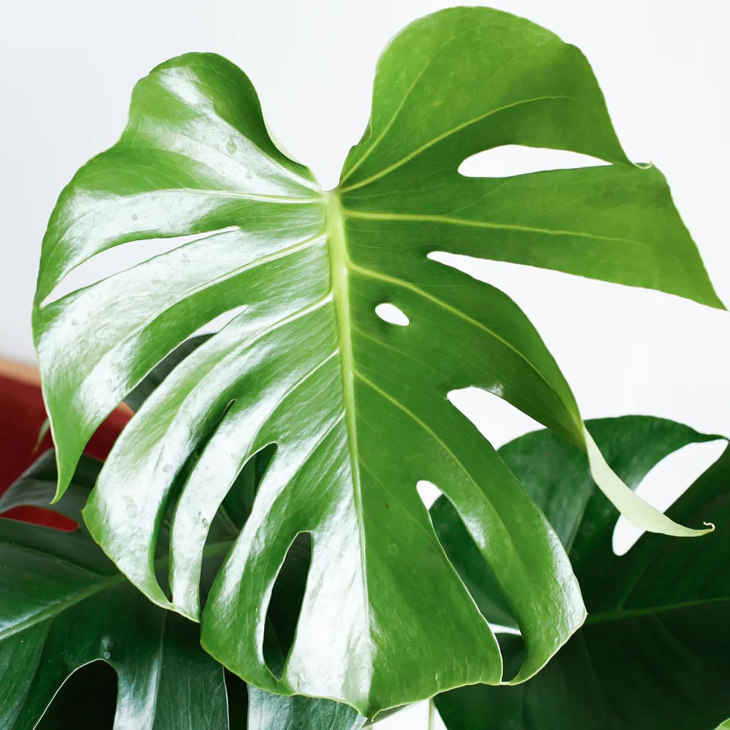 Gardener's Dream Large Monstera Deliciosa Pot Plant - Window Leaf Indoor Plant, Evergreen, Air Purifying Plants, Size Including Pot 50-60 cm, Ideal for Office, Bathroom, Living Room – Bild 4