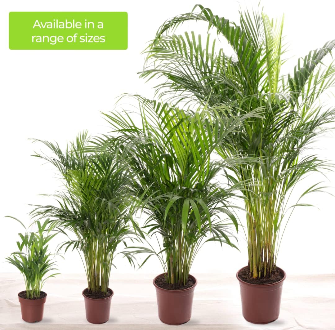 Gardener's Dream Areca Palm Tree (Gold Fruit Palm) - XXL Indoor Plant, Tropical, Evergreen Indoor Plants, Large & Real, Plant Size Including Pot 80-90 cm, Palm Plant for Room, Office, etc. – Bild 6