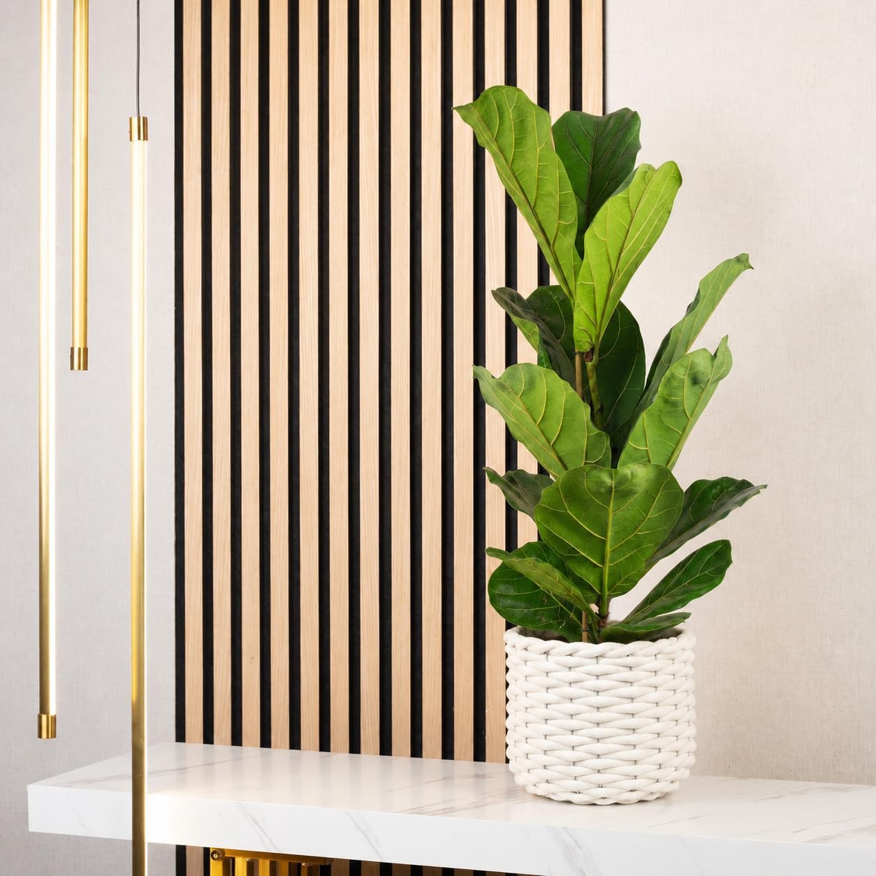 Fiddle Leaf Fig Ficus Lyrata Height approx. 100 cm, Pot Diameter 21 cm – Bild 2