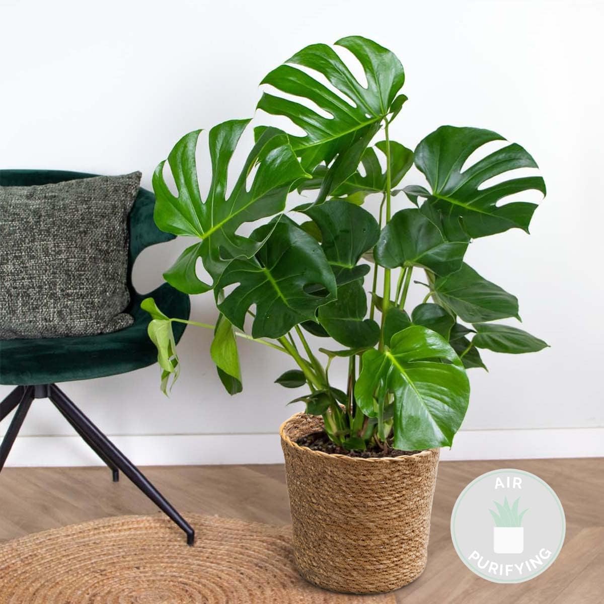 Bloomique - Monstera Deliciosa - Window Leaf - Indoor Plants - Easy Care - Air Purifying - Height 70-80 cm - With Seagrass Basket 21 cm - Pot 21 cm – Bild 2