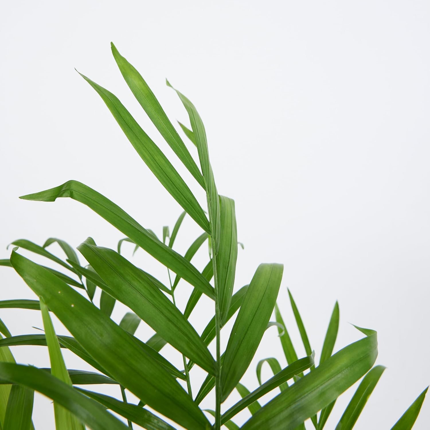 Bloomique - Chamaedorea Elegans - Mountain Palm - Indoor Plants - Easy Care - Pet Friendly - Height 80-100 cm - Pot 20 cm – Bild 6