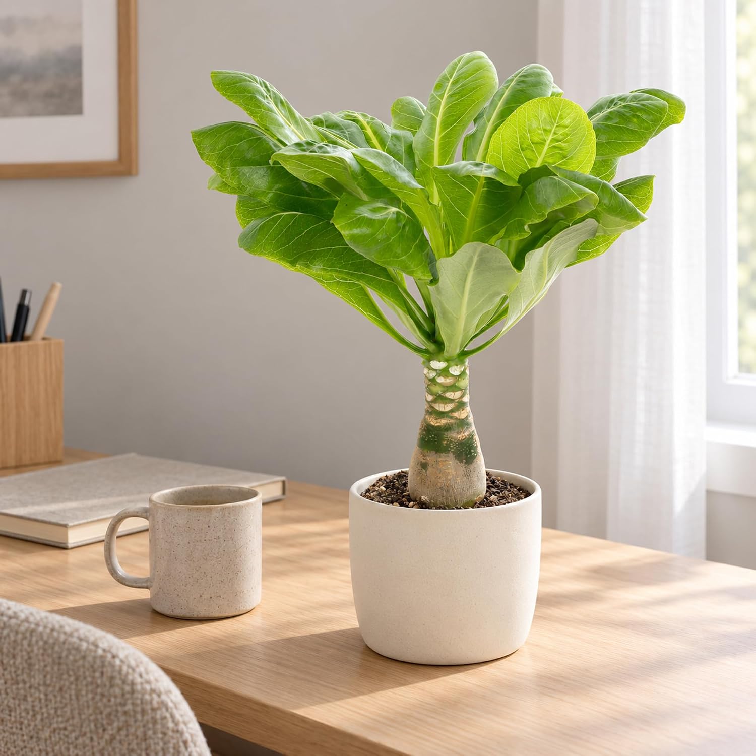 Hawaiian Palm Tree - Real Indoor Plant, Brighamia - Height Approx. 40 cm, Pot Diameter 12 cm – Bild 2