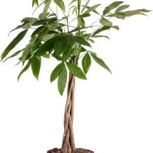 Bloomique - Pachira Aquatica - Money Tree - Water Cocoa - Indoor Plants - Air Purifying - Easy Care - Height 80-90 cm - Pot 21 cm