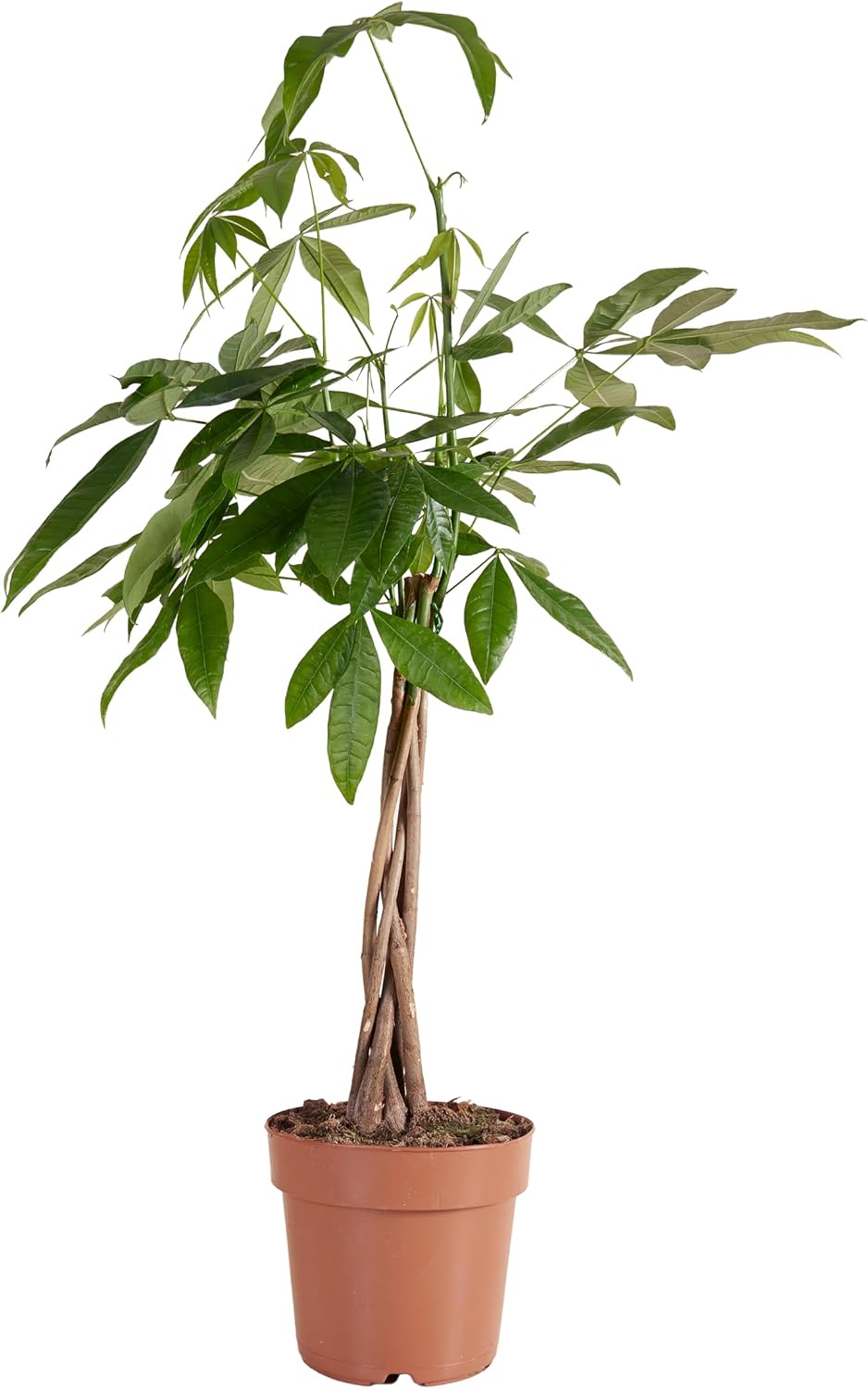 Bloomique - Pachira Aquatica - Money Tree - Water Cocoa - Indoor Plants - Air Purifying - Easy Care - Height 80-90 cm - Pot 21 cm