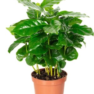Coffee Plant - Easy-Care Indoor Plant, Coffea Arabica - Height Approx. 15-20 cm, Pot Diameter 9 cm