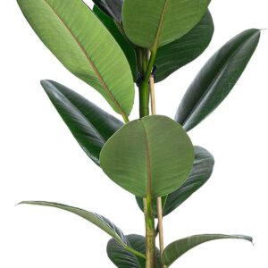 Rubber Tree – Easy-Care Indoor Plant, Ficus Elastica ‚Robusta‘ – Height Approx. 70 cm, Pot Diameter 21 cm
