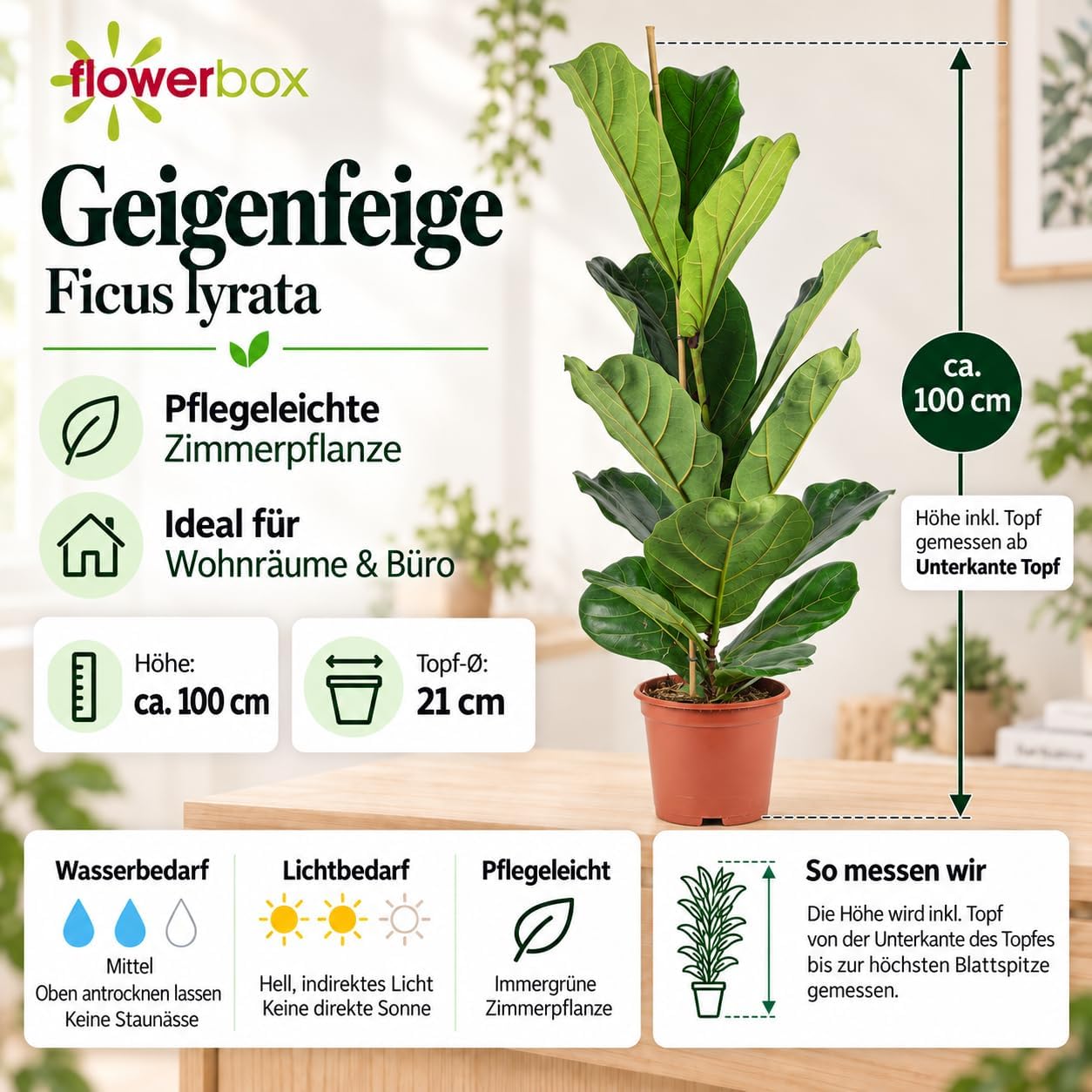 Fiddle Leaf Fig Ficus Lyrata Height approx. 100 cm, Pot Diameter 21 cm – Bild 4