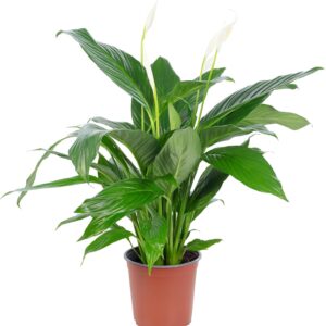 Single Leaf 4-8 Flowers/Buds - Real Indoor Plant, Spathiphyllum - Height Approx. 70 cm, Pot Diameter 17 cm