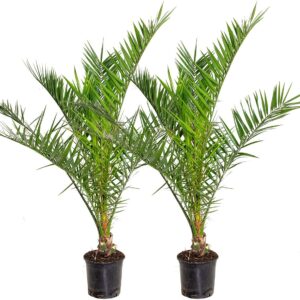Bloomique – 2er-Set – Phoenix Canariensis – Kanarische Dattelpalme – Palme – Balkonpflanzen Winterhart – Höhe 80-100 cm – Topf 19 cm