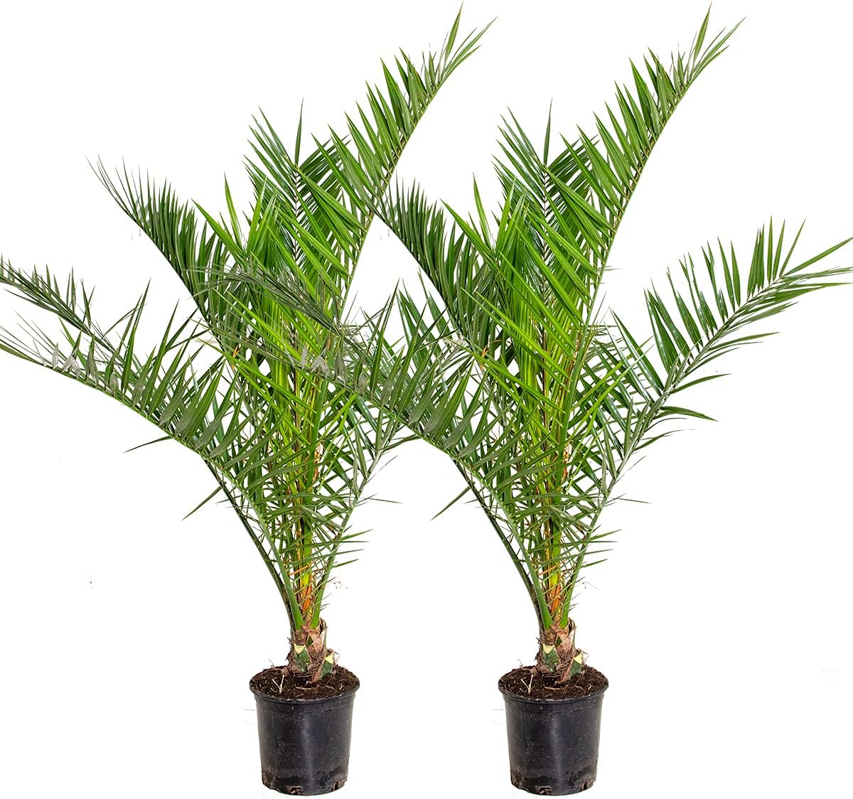Bloomique - 2er-Set - Phoenix Canariensis - Kanarische Dattelpalme - Palme - Balkonpflanzen Winterhart - Höhe 80-100 cm - Topf 19 cm