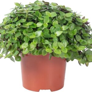 Callisia Turtle ‚Smit Eden Elegance‘ Creeping Cushion Height Approx. 15 cm Pot Diameter 10.5 cm