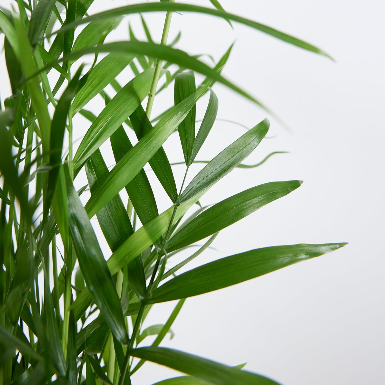 Bloomique - Chamaedorea Elegans - Mountain Palm - Indoor Plants - Easy Care - Pet Friendly - Height 80-100 cm - Pot 20 cm – Bild 5