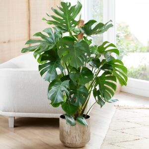 Gardener's Dream Large Monstera Deliciosa Pot Plant - Window Leaf Indoor Plant, Evergreen, Air Purifying Plants, Size Including Pot 50-60 cm, Ideal for Office, Bathroom, Living Room