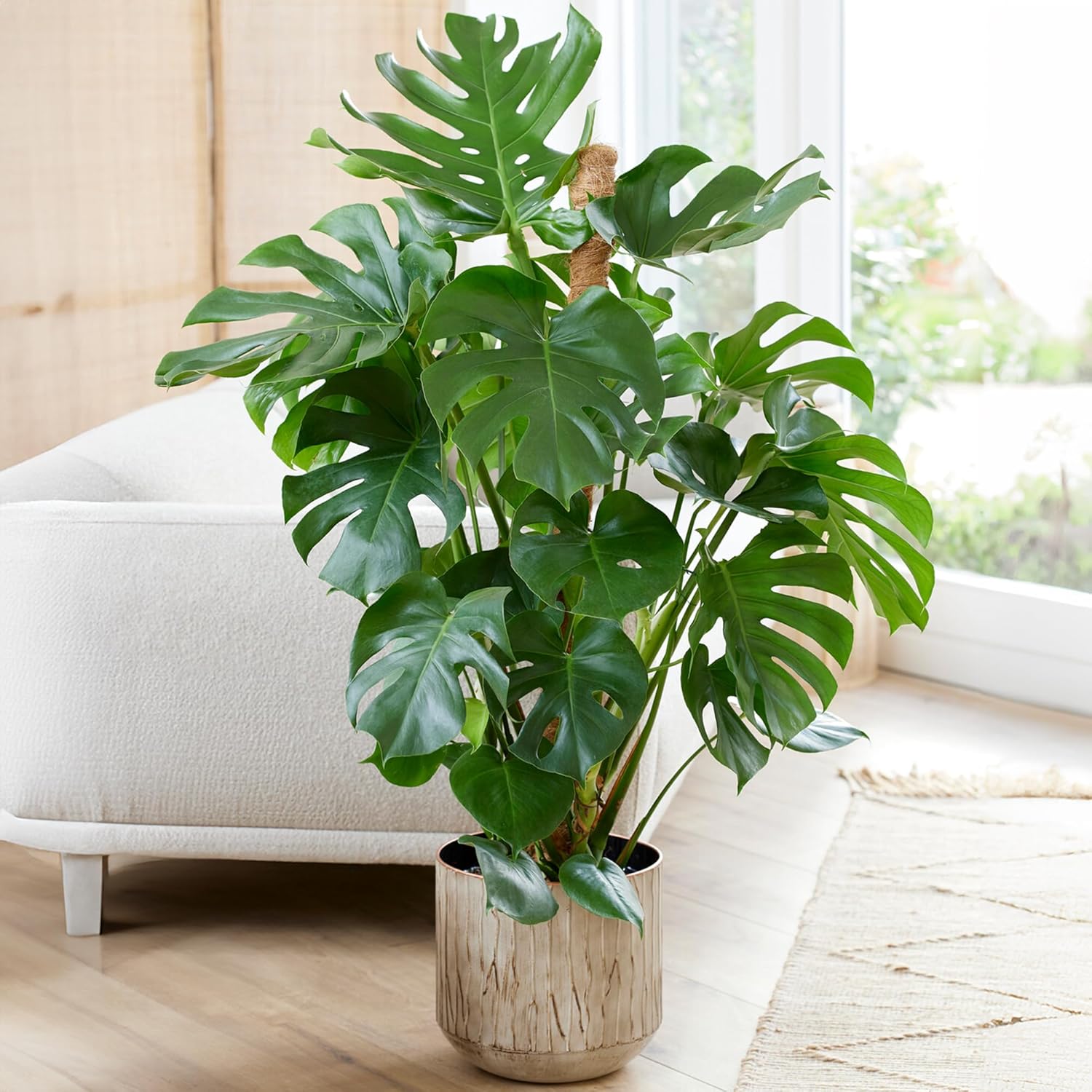 Gardener's Dream Large Monstera Deliciosa Pot Plant - Window Leaf Indoor Plant, Evergreen, Air Purifying Plants, Size Including Pot 50-60 cm, Ideal for Office, Bathroom, Living Room