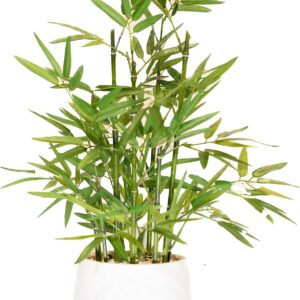 365 Blooming Decor Künstliche Bambuspflanze 45 cm Hoch – Luxus Kunstbambus im Weißen Blumentopf für Zuhause, Büro, Küche, Tischdeko, Indoor Zimmerpflanze, Glücksbambus
