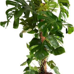 Bloomique – Monstera Deliciosa – Window Leaf – XXL Indoor Plants – Air Purifying – Easy Care – Height 120-140 cm – Pot 24 cm