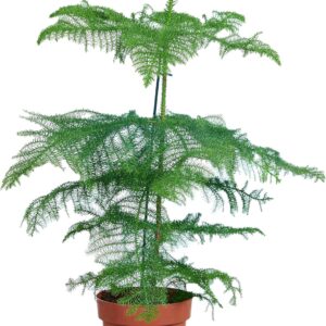 Bloomique – Araucaria Heterophylla – Indoor Fir – Norfolk Fir – Indoor Plants – Christmas Decoration – Height 80-100 cm – Pot 21 cm