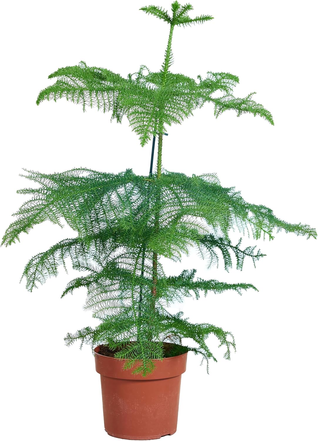 Bloomique - Araucaria Heterophylla - Indoor Fir - Norfolk Fir - Indoor Plants - Christmas Decoration - Height 80-100 cm - Pot 21 cm
