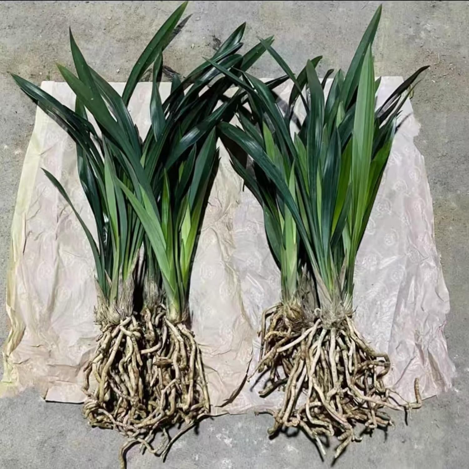 Preferred cymbidium, chic, elegant, unique, exclusive gifts, natural motif, 5 onions, F – Bild 3