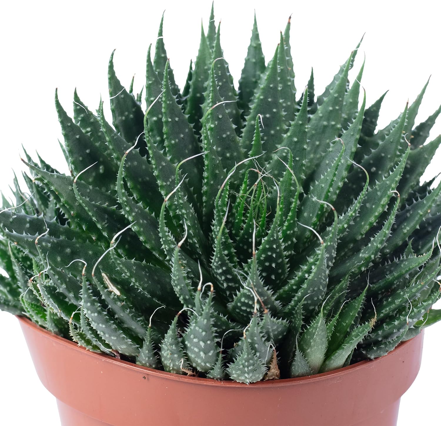 Aloe - Easy-Care Indoor Plant, Aloe Aristata 'Magic Rocks' - Height Approx. 20 cm, Pot Diameter 12 cm – Bild 5