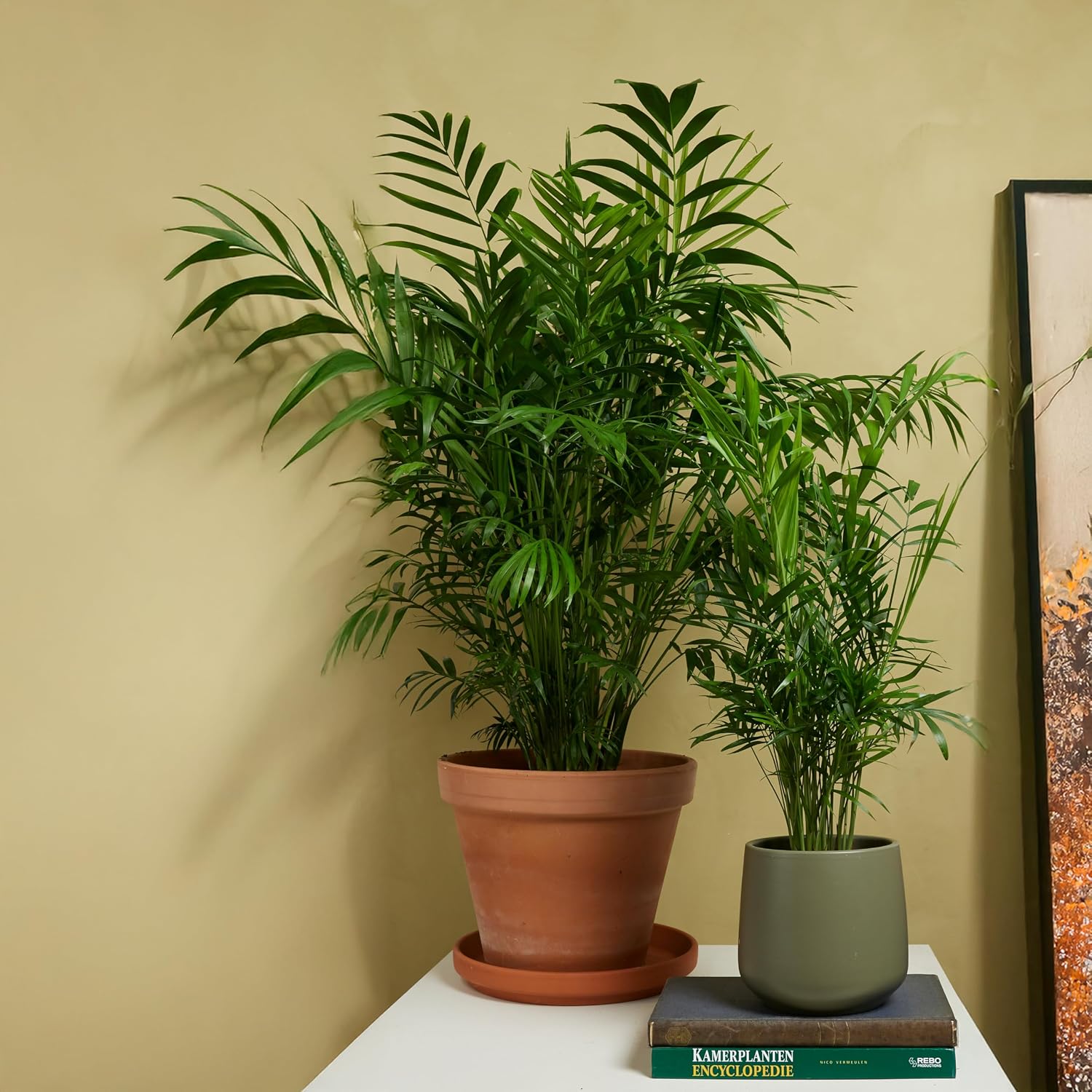 Bloomique - Chamaedorea Elegans - Mountain Palm - Indoor Plants - Easy Care - Pet Friendly - Height 80-100 cm - Pot 20 cm – Bild 2