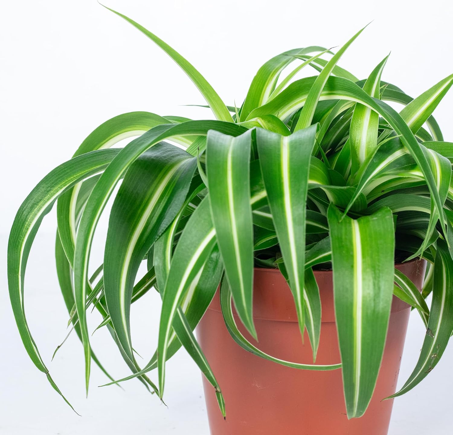 Green Lily 'Bonnie' - Easy-Care Indoor Plant, Chlorophytum Comosum - Height Approx. 25 cm, Pot Diameter 12 cm – Bild 5