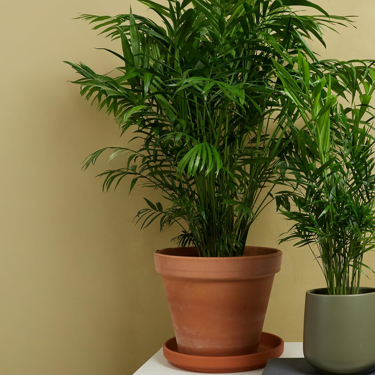 Bloomique - Chamaedorea Elegans - Mountain Palm - Indoor Plants - Easy Care - Pet Friendly - Height 80-100 cm - Pot 20 cm – Bild 3