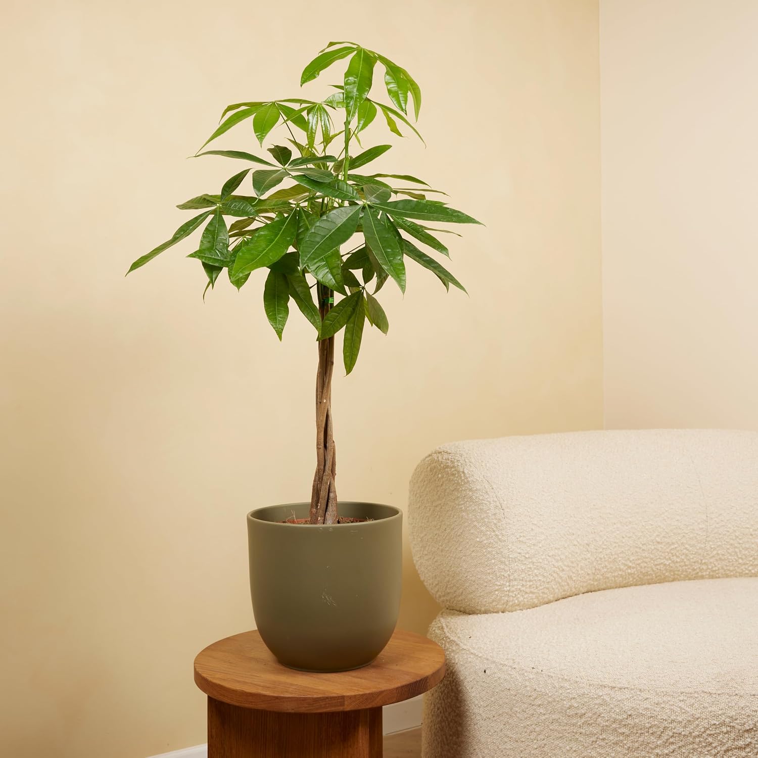 Bloomique - Pachira Aquatica - Money Tree - Water Cocoa - Indoor Plants - Air Purifying - Easy Care - Height 80-90 cm - Pot 21 cm – Bild 2