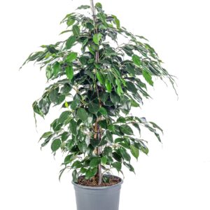 Birch Fig - Easy-Care Indoor Plant, Ficus Benjamini - Height Approx. 100 cm, Pot Diameter 21 cm