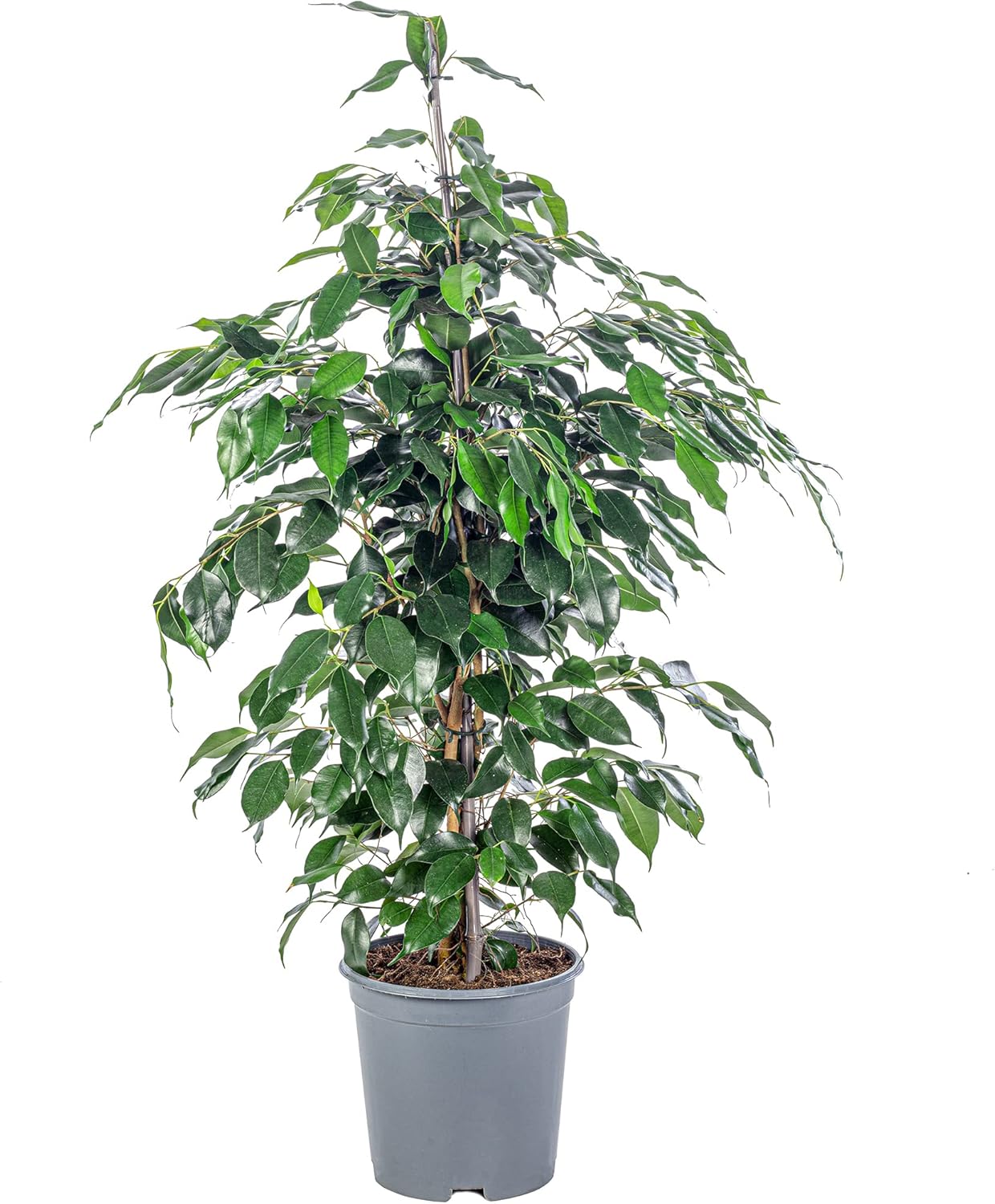 Birch Fig - Easy-Care Indoor Plant, Ficus Benjamini - Height Approx. 100 cm, Pot Diameter 21 cm