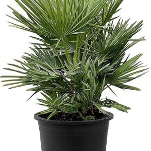 Tropictrees Chamaerops Humilis, Dwarf Palm Tree, Hardy and Cold-Resistant, with a Height of 100 cm, Short Stature, Outdoor Green Plants, Outdoor Palm Tree