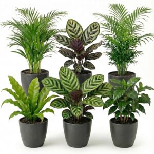 vdvelde.com Indoor Plants Set of 6 Animal-Friendly, Anthracite Pots