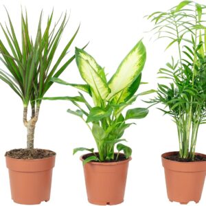 Set of 3 Easy-Care Indoor Plants Chamaedorea, Dieffenbachia, Dracaena – Air Purifying – Pot Diameter 10-12 cm