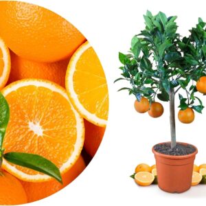Meine Orangerie Orange Tree - Real Orange - Citrus Plant - Citrus Sinensis - Orange Tree - Refined Orange Tree in Gardener Quality (Mezzo [M])